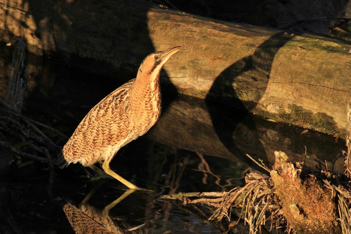 Un raggio di sole illumina il...... Tarabuso